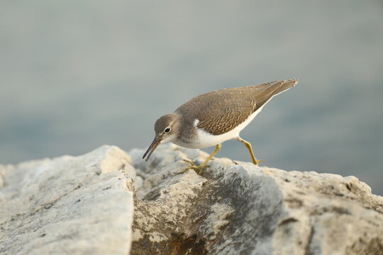 Spotted sandpiper on rock - Powered by Adobe