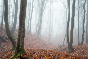 Foggy autumn forest with trees and fallen leaves on the ground.