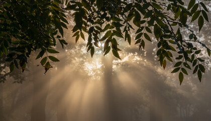 Golden rays of morning sun piercing through a dense canopy of lush green leaves, casting an ethereal glow through the misty forest air, creating a serene and captivating natural spectacle
