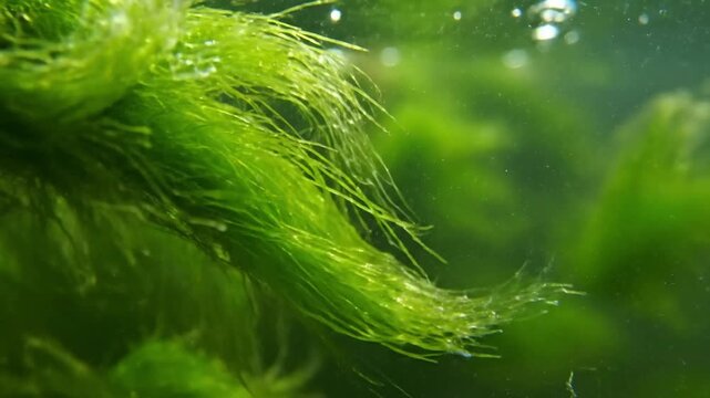 Macro view of vibrant green filamentous algae gently swaying in crystal clear freshwater, highlighting the delicate, hair like structures and their natural movement.