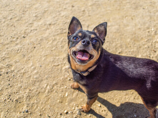 ドッグランの犬