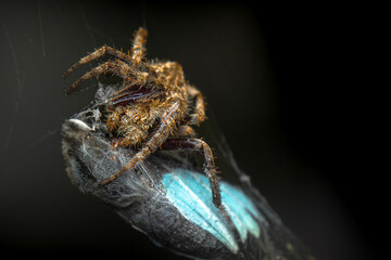 Australian Orb Weaving Spider feasting on a butterfly.