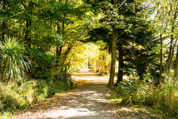 Peaceful footpath through Wanaka’s autumn woods