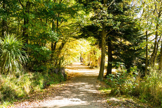 Peaceful footpath through Wanaka&rsquo;s autumn woods