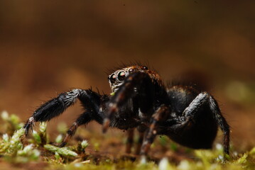 Evarcha arcuata