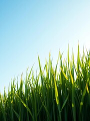 Fototapeta premium Cutout of tall green grass against a clear blue sky, perfect for graphic design, cut out, design element