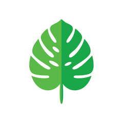 Tropical Monstera Leaf - Detailed Botanical Flat Vector
