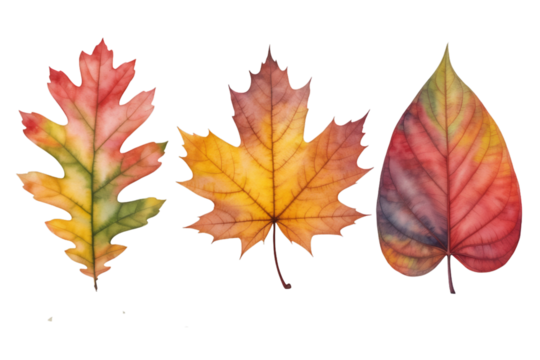 Three Watercolor Autumn Leaves in a Row fall leaf - Powered by Adobe