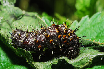 Red Admiral caterpillar (Vanessa atalanta)