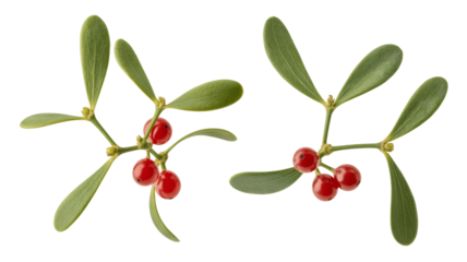 Mistletoe sprigs featuring bright red berries, a symbol of festive cheer.