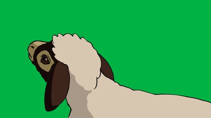 Black and white goat standing proudly on green screen chromakey background. Funny 2D animated cartoon animation great for farm life, animal videos, countryside, or children educational content.