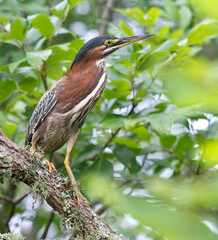 Green heron (Butorides virescens) perched on tree branch in Cullinan Park, Texas