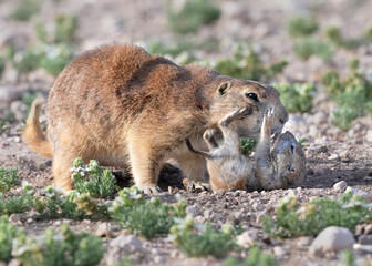 Baby black‑tailed prairie dogs (Cynomys ludovicianus) interacting playfully with mother in Prairie dog city, Lubbock, Texas