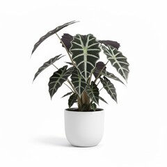 Fototapeta premium Potted houseplant with green leaves, a small decoration for home gardening