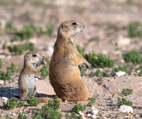 Juvenile black‑tailed prairie dog (Cynomys ludovicianus) mimicking adult alert posture