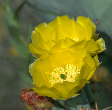 The gorgeous blooming opuntia, prickly pear cactus, in Texas prairie, Lubbock, Texas, USA