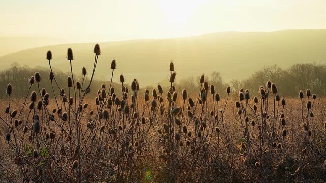 Distel im Licht des Sonnenaufgangs. Ihre Silhouetten ragen vor einer erhellten Landschaft empor, Seckmauern, L&uuml;tzelbach, Odenwald, Hessen, Deutschland