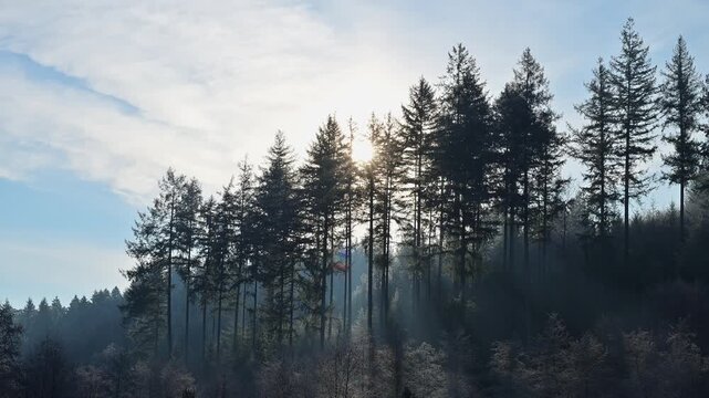 Sonnenstrahlen durchdringen hohe Nadelb&auml;ume an einem klaren Himmel, schaffen eine friedliche Waldatmosph&auml;re, Ohrnbachtal, Weilbach, Odenwald, Bayern, Deutschland