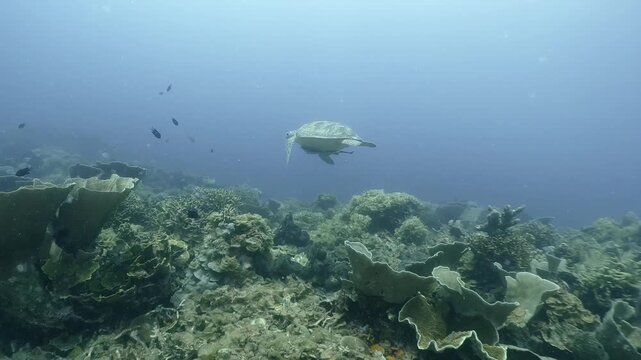 A sea turtle swims with remoras over coral reef in the blue water, Coron, Philippines