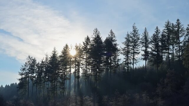 Sonnenstrahlen durchdringen hohe Nadelb&auml;ume an einem klaren Himmel, schaffen eine friedliche Waldatmosph&auml;re, Ohrnbachtal, Weilbach, Odenwald, Bayern, Deutschland