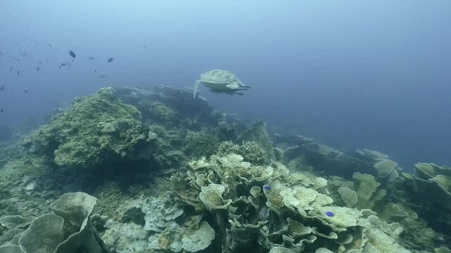 A sea turtle swims with remoras over coral reef in the blue water, Coron, Philippines