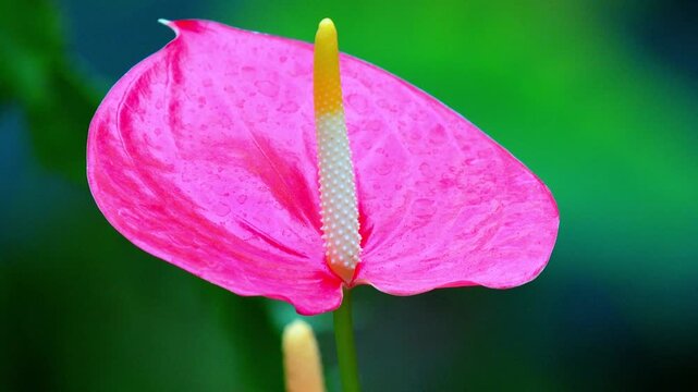 Anthurium Flower Blooming in 120fps 4K Slow Motion. Vibrant Tropical Plant with Glossy Red Spathe and Yellow Spadix Captured in Cinematic High-Detail Nature Footage.