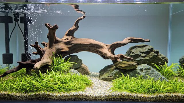 Natural aquascape with driftwood rocks and lush green aquatic plants in clear water