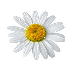 Fototapeta premium Isolated transparent PNG of a single daisy with dew drops, macro detail. 