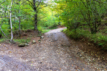 Autumn in nature, a small shallow stream rushes to the big water through the forest