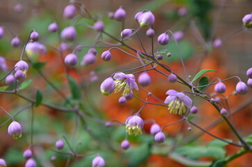 flowers in the garden