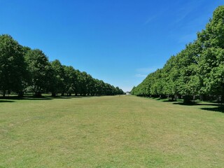 grass in the park