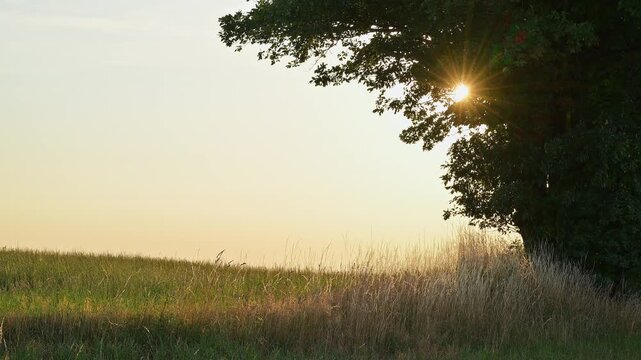 Sonne scheint durch Baumkrone &uuml;ber einer grasbewachsenen Fl&auml;che, Laudenau, Reichelsheim, Odenwald, Hessen, Deutschland, Europa