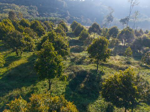 Aerial view tropical green tree leaf durain fruit plantation on hill