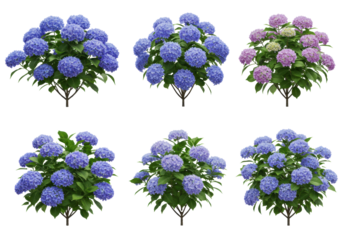 Six perfectly formed blooming hydrangeas with vibrant blue and delicate purple flowers, lush green leaves, isolated in a high-key studio on transparent with copy space, concept for botanical design