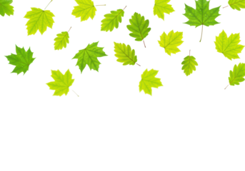 Photorealistic fresh maple and oak leaves with vibrant green gradient and dew drops, falling dynamically, isolated on transparent background with copy space. Concept of spring's arrival and renewal