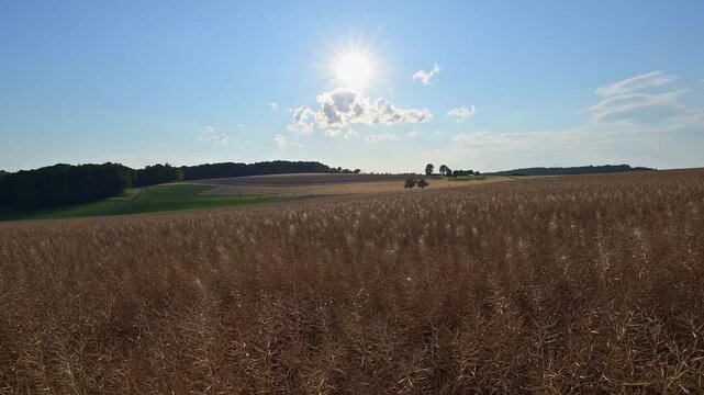 Rapsfelder unter strahlender Sonne und blauem Himmel mit vereinzelten B&auml;umen, Sommer, Reichartshausen, Amorbach, Odenwald, Bayern, Deutschland, Europa