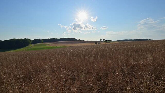 Rapsfelder unter strahlender Sonne und blauem Himmel mit vereinzelten B&auml;umen, Sommer, Reichartshausen, Amorbach, Odenwald, Bayern, Deutschland, Europa