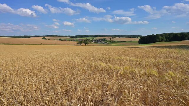 Getreidefelder unter einem strahlend blauen Himmel mit malerischen Wolken in der Ferne, Reichartshausen, Amorbach, Odenwald, Bayern, Deutschland, Europa