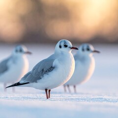 Three Black Headed Gulls Standing on a Snowy Surface During Golden Hour Sunlight with Bokeh Background.
