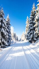 Obraz premium Snowy path through a forest of evergreens under a clear blue sky, winter wonderland scene