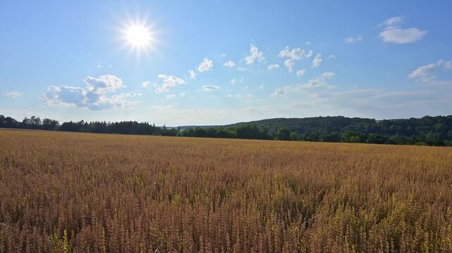 Sonnenschein &uuml;ber einem weiten Getreidefeld, umgeben von bew&ouml;lktem Himmel und gr&uuml;ner Landschaft, Reichartshausen, Amorbach, Odenwald, Bayern, Deutschland, Europa