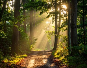 Fototapeta premium Sunlit Forest Path Serenity Woodland Scene with Golden Rays of Light Through Trees.