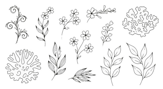 Black and white hand drawn botanical design elements set of leaves, flowers, and lichen sketches isolated PNG with Transparent Background