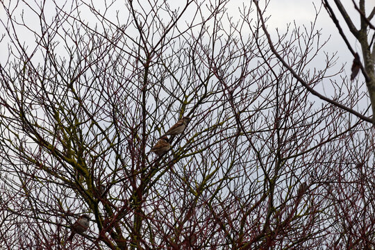 Small brown sparrows perch among the dense, thin, bare branches of a tree, creating an intricate natural pattern against a uniform gray sky.