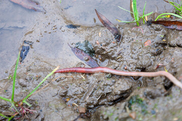 A long, pink earthworm emerges onto wet, muddy ground after a rainfall. The scene includes glistening clods of soil, isolated green blades of grass, and fallen brown leaves, capturing the atmosphere o