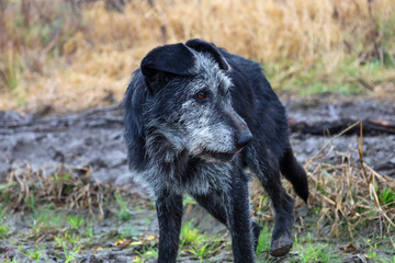Fototapeta premium ​A mid-shot portrait featuring an elderly black dog with a graying muzzle standing on muddy ground amidst green and dry yellow-brown grass, looking back in profile.
