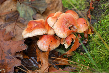 A close-up shot showcasing a cluster of mushrooms with glossy, orange-pink caps growing near a patch of green moss amongst wet fallen leaves and dry twigs.