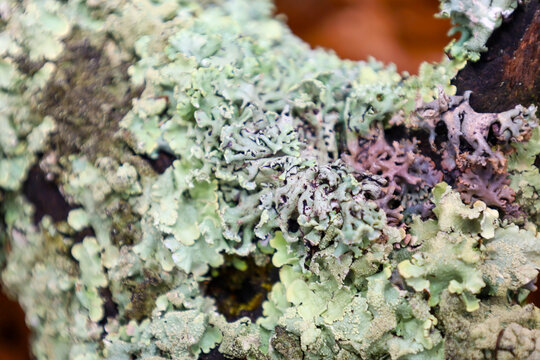 A macro shot showcasing the intricate texture of lichen with soft, wavy lobes growing on tree bark, creating an abstract pattern dominated by pale green and grayish-blue hues. - Powered by Adobe