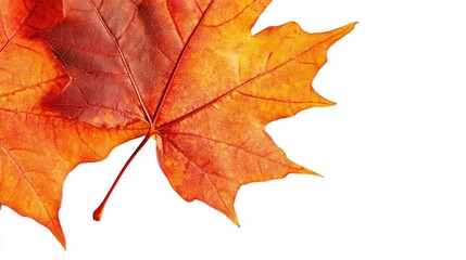 Fototapeta premium Vibrant Orange Maple Leaf Isolated on White Background, Capturing the Essence of Autumn Season and Natural Beauty in Close-Up Perfection
