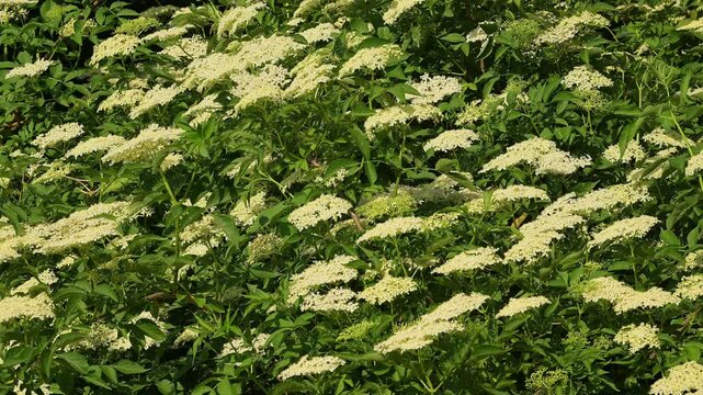 Holunder (Sambucus), mit wei&szlig;en Bl&uuml;ten in Nahaufnahme, Fladungen, Hohe Rh&ouml;n, Rh&ouml;n, Hessen, Deutschland, Europa